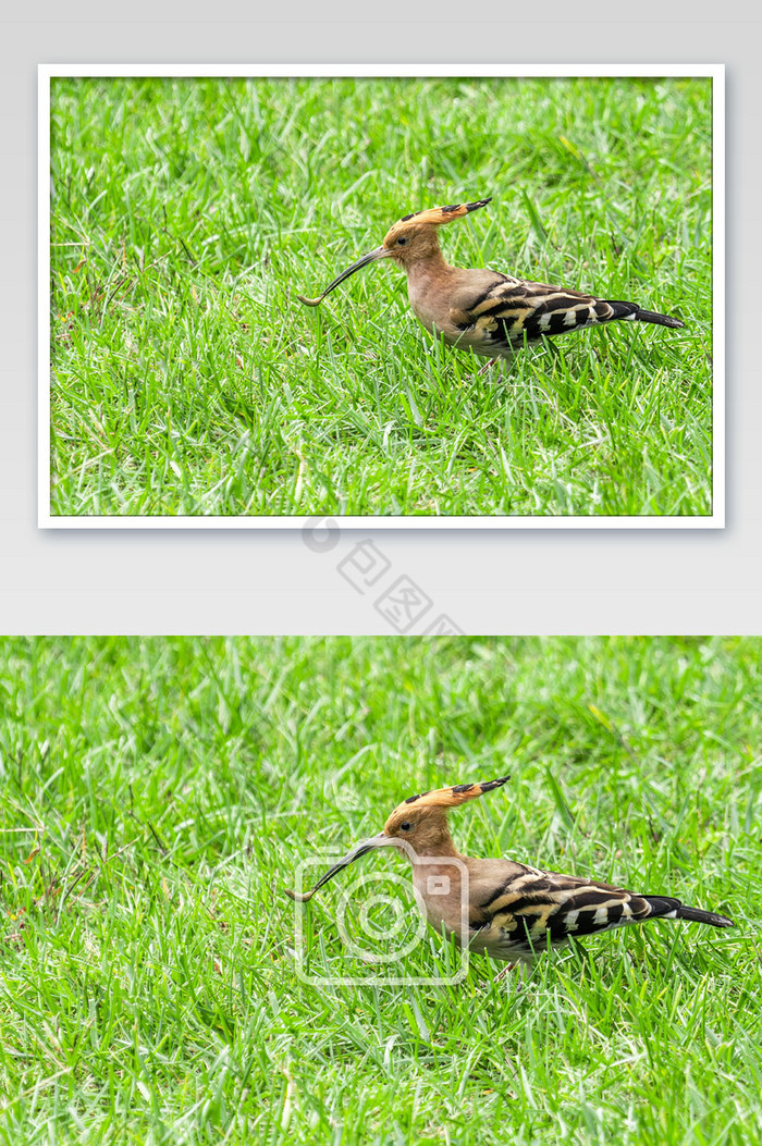 草地上的啄木鸟摄影图图片图片