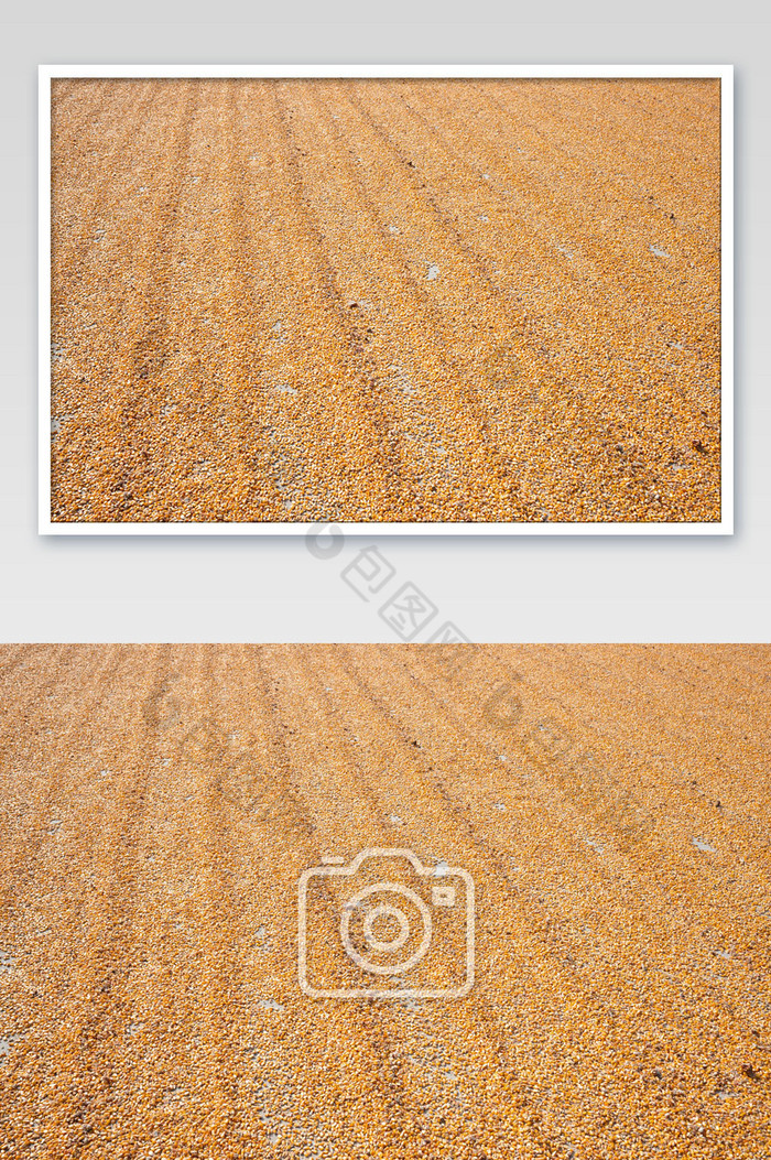 晒干的玉米摄影图图片图片
