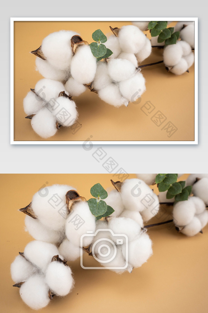 白棉花农作物摄影图