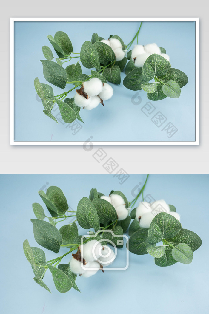 白色棉花绿叶枝条图片图片
