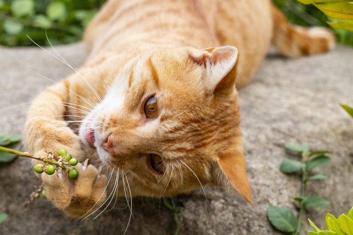 橘猫吃草摄影图片