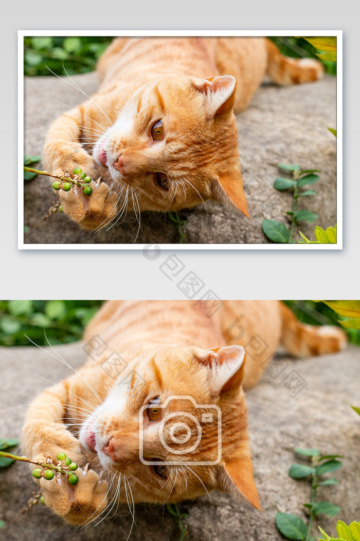 橘猫吃草摄影图片