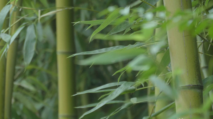 4K高清竹叶竹子空境实拍视频