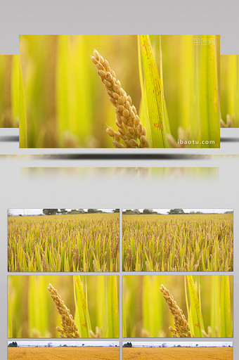 4K实拍秋天田里稻子成熟视频素材图片