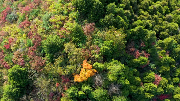 4K航拍秋天大山森林五彩树木