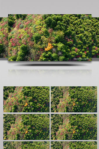 4K航拍秋天大山森林五彩树木图片