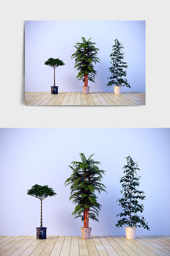 C4D室内景观园艺植物模型场景效果图图片
