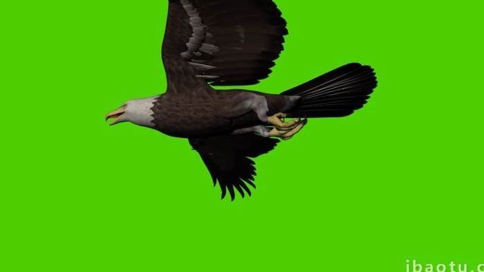 动物老鹰飞行近距离抠像视频