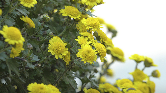 黄色菊花高清实拍视频