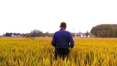 4K实拍农民伯伯在成熟的稻田间视频素材