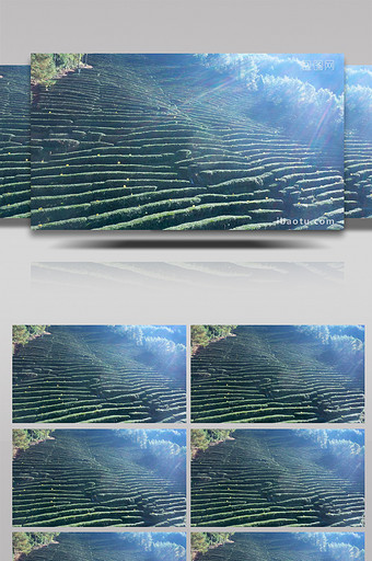 4K航拍大茶园茶叶采茶山茶叶种植业绿色农图片