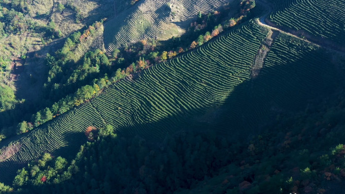 4K航拍梯田茶园茶叶采茶山茶叶种植业绿色