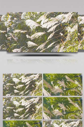 4K唯美实拍逆光森林芦苇狗尾草暖阳空镜图片