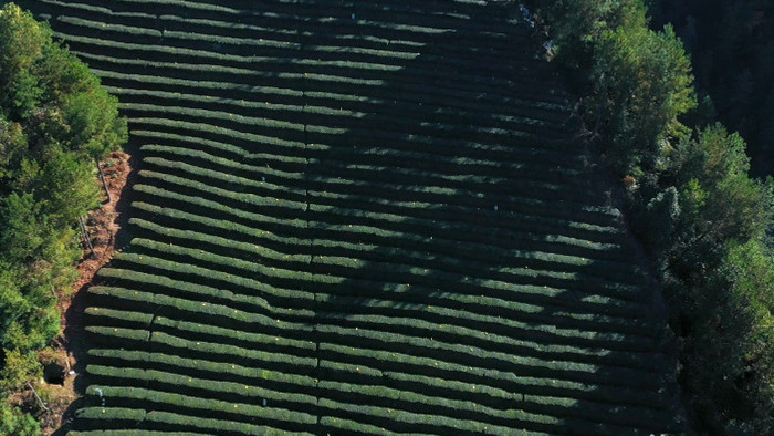4K航拍绿色农业茶园茶叶采茶山茶叶种植业