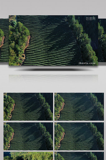 4K航拍绿色农业茶园茶叶采茶山茶叶种植业图片