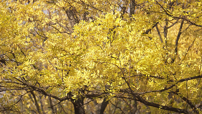 4K实拍秋日森林树木金黄树叶落叶视频素材