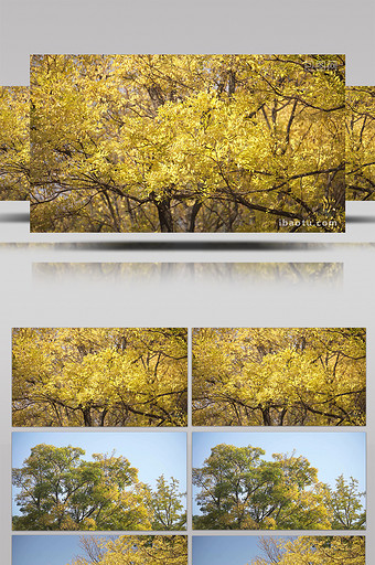 4K实拍秋日森林树木金黄树叶落叶视频素材图片