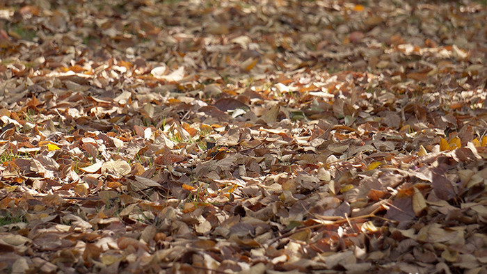4K实拍秋日森林树木地上落叶随风视频素材