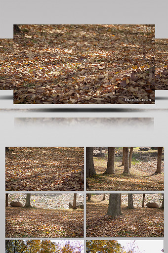 4K实拍秋日森林树木地上落叶随风视频素材图片