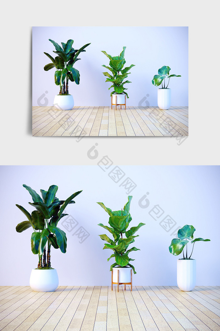 C4D盆栽模型宽叶绿植场景效果图