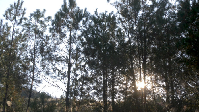 4K实拍阳光穿过树林意境视频素材