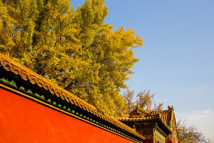 北京紫禁城故宫的秋天图片