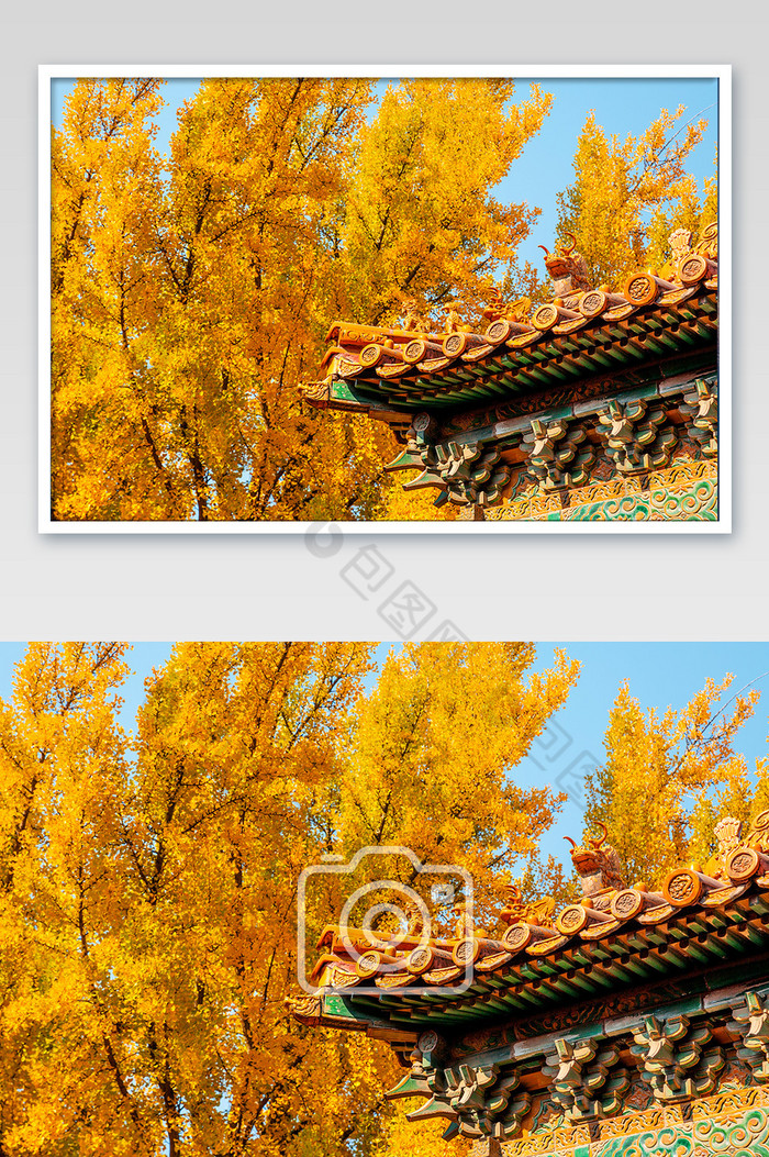 金秋故宫屋檐银杏树下图片图片