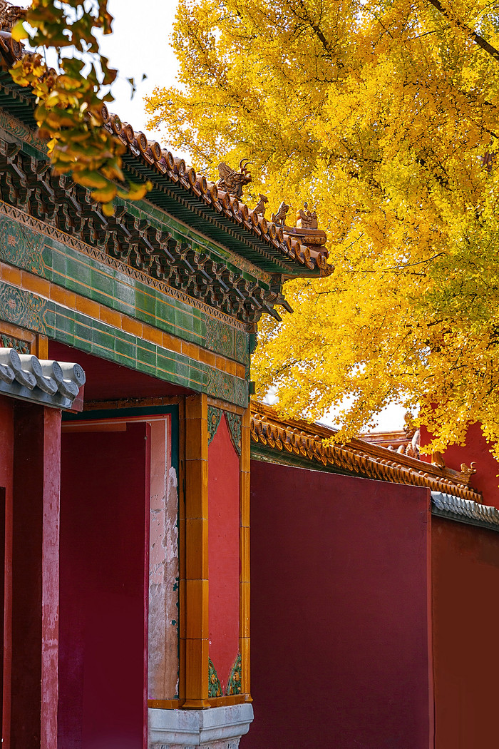 银杏树下的北京故宫红墙图片