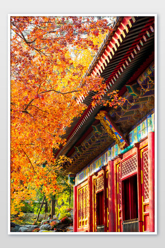 秋天红枫叶的北京故宫图片