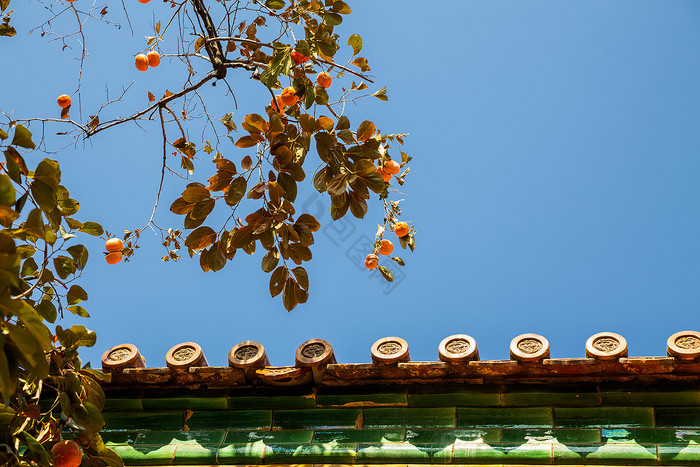 故宫柿子树下的屋檐图片