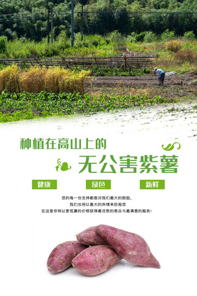 天然无公害紫薯地瓜农产品