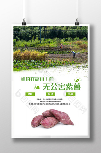 绿色天然无公害紫薯地瓜农产品海报图片