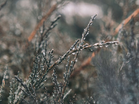 雪后结满冰晶的植物摄影图