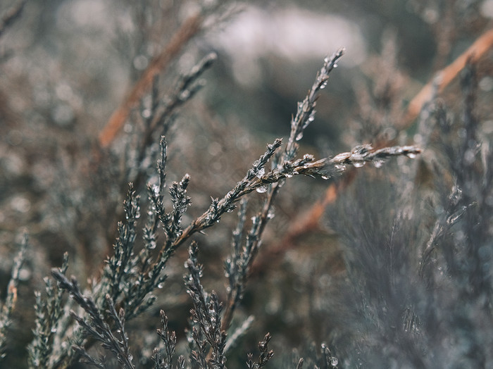 雪后结满冰晶的植物摄影图图片