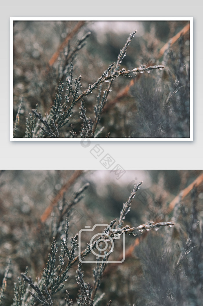 雪后结满冰晶的植物摄影图图片图片