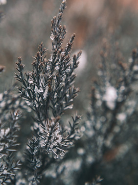 大雪雪花冰晶覆盖的植物