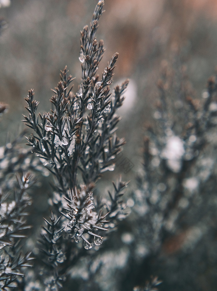 大雪雪花冰晶覆盖的植物图片