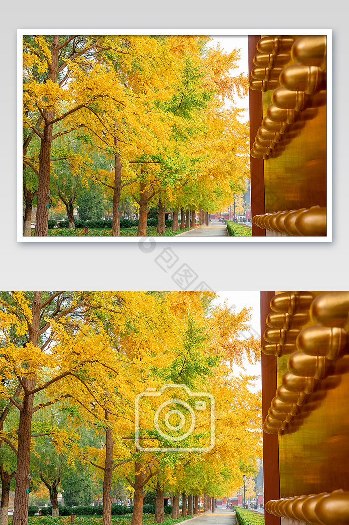 银杏枫叶地坛城门传统建筑图片图片