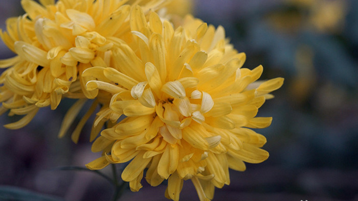 微距摄影盛开的菊花