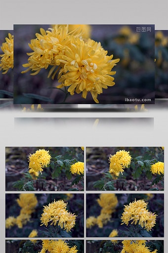 微距摄影盛开的菊花图片