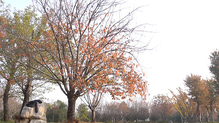 唯美 秋季 自然公园 枫树 落叶