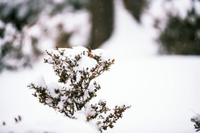 大雪过后被白雪覆盖的植物摄影图