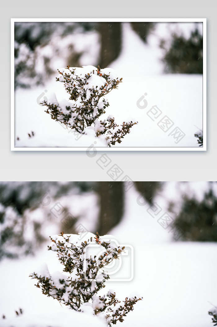 大雪过后被白雪覆盖的植物摄影图
