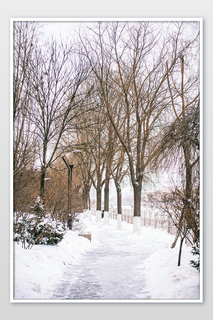 雪后的公园小道实拍摄影图