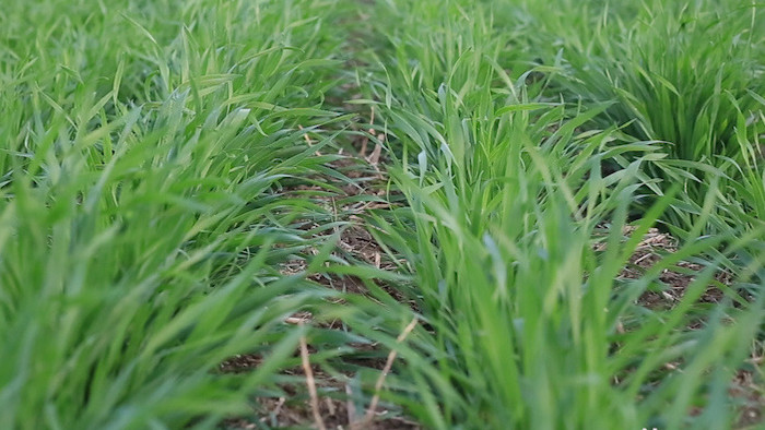 绿油油的小麦全高清视频素材元素