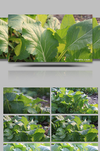 清新冬季蔬菜绿油油的菜籽苗全高清展示图片