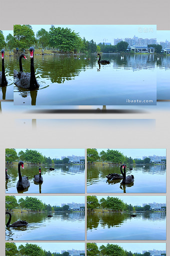 温州三垟湿地国家公园天鹅湖黑天鹅图片