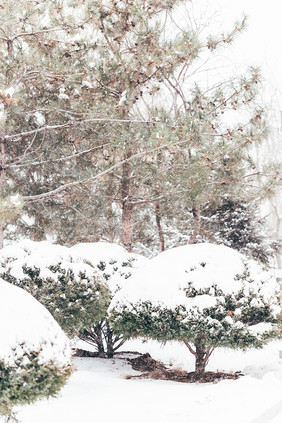 冬季大雪公园里被白雪覆盖的植物景观摄影图