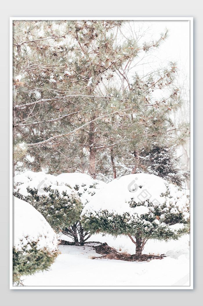 冬季大雪公园里被白雪覆盖的植物景观摄影图