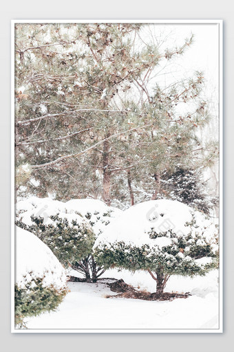 冬季大雪公园里被白雪覆盖的植物景观摄影图图片